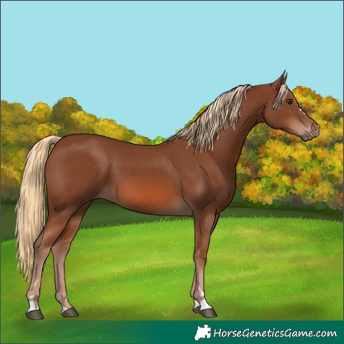 Horse Color:Chestnut 