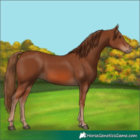 Horse Color:Chestnut 