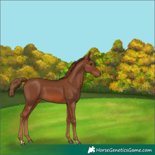 Horse Color:Chestnut 