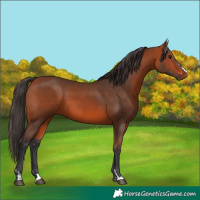 Horse Color:Bay 