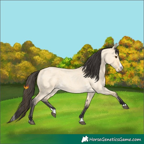 Horse Color:Buckskin Roan Dun Splash 