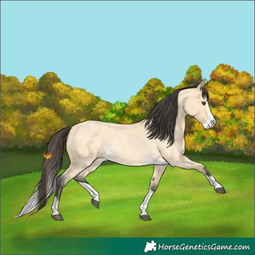 Horse Color:Buckskin Roan Dun Splash 