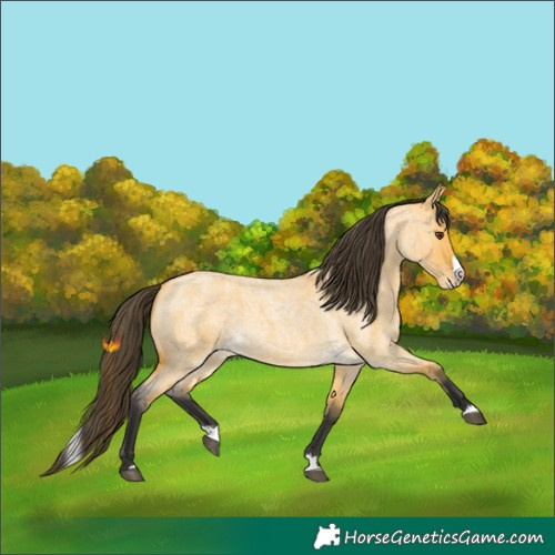 Horse Color:Buckskin Roan Dun Splash 