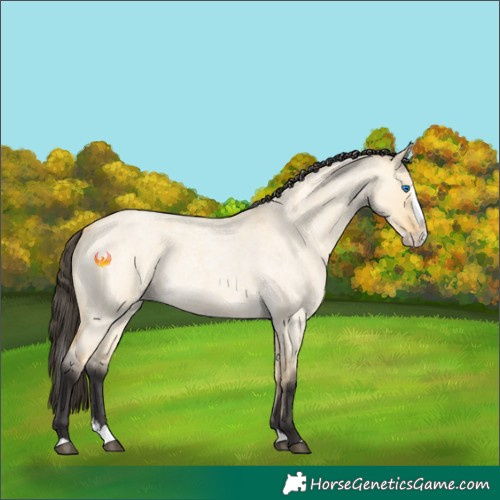 Horse Color:Buckskin Roan Dun Splash 