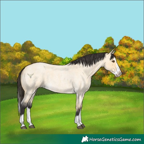 Horse Color:Buckskin Roan Dun Splash