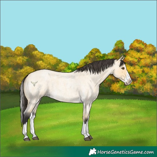 Horse Color:Buckskin Roan Dun Splash