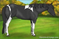 Horse Color:Black Tobiano 
