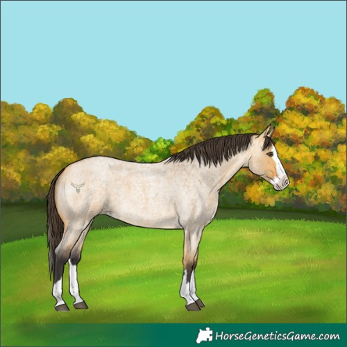 Horse Color:Buckskin Roan Dun Splash