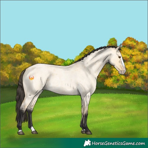 Horse Color:Buckskin Roan Dun Splash 