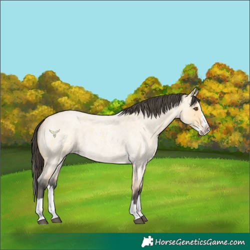 Horse Color:Buckskin Roan Dun Splash 
