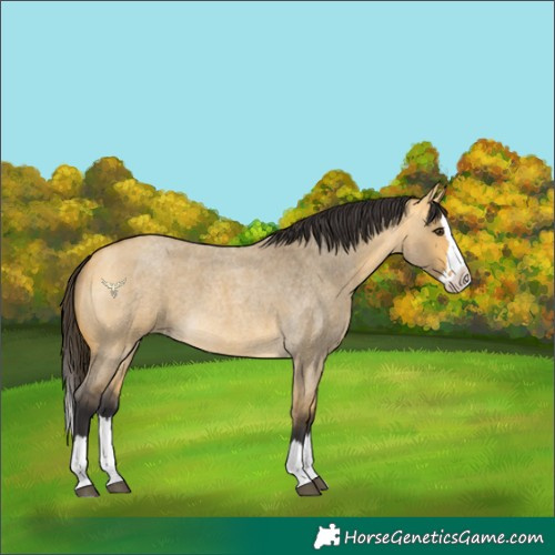 Horse Color:Buckskin Roan Dun Splash