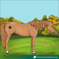 Horse Color:Chestnut 