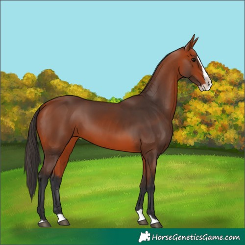 Horse Color:Bay Splash 