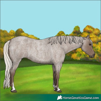 Horse Color:Silver Blue Roan Sabino 