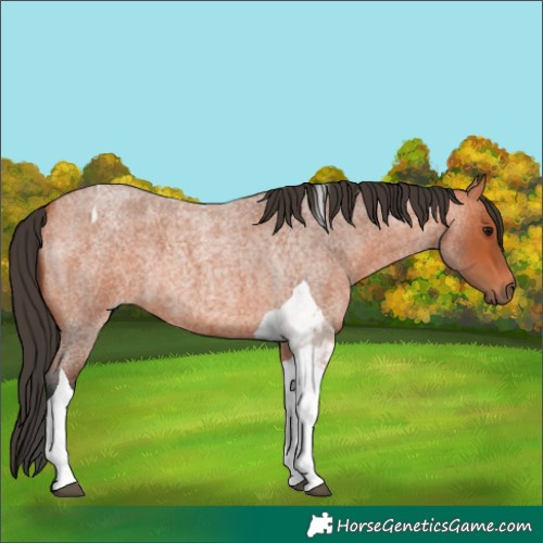 Horse Color:Bay Roan Tobiano 