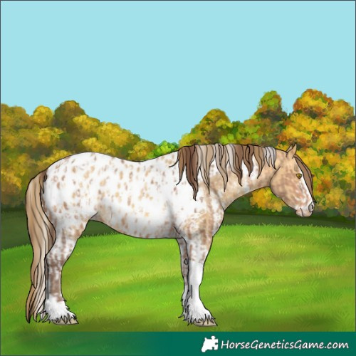 Horse Color:Amber Champagne Sabino Tobiano Near Leopard  and Amber Cream Champagne Sabino Tobiano Near Leopard 