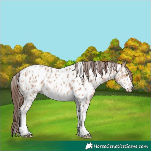 Horse Color:Amber Champagne Sabino Tobiano Appaloosa  and Amber Champagne Sabino Tobiano Appaloosa 
