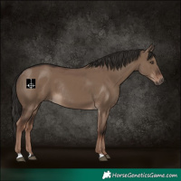 Horse Color:Liver Red Dun Rabicano