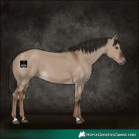 Horse Color:Liver Red Dun Rabicano 