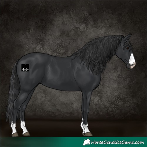 Horse Color:Black 