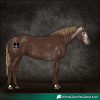 Horse Color:Gray Chestnut 