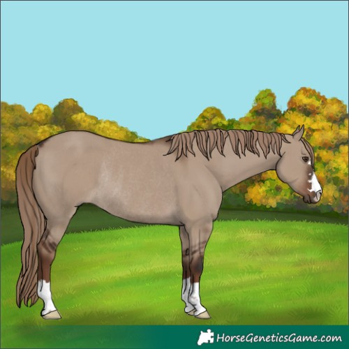 Horse Color:Liver Red Dun Rabicano 