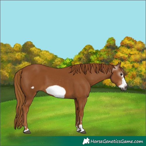 Horse Color:Gray Chestnut Frame 