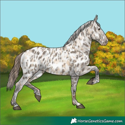 Horse Color:Red Dun Appaloosa  and Grullo Appaloosa 