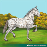 Horse Color:Red Dun Near Leopard  and Grullo Near Leopard 