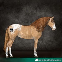 Horse Color:Red Dun Appaloosa and Gray Red Dun Appaloosa