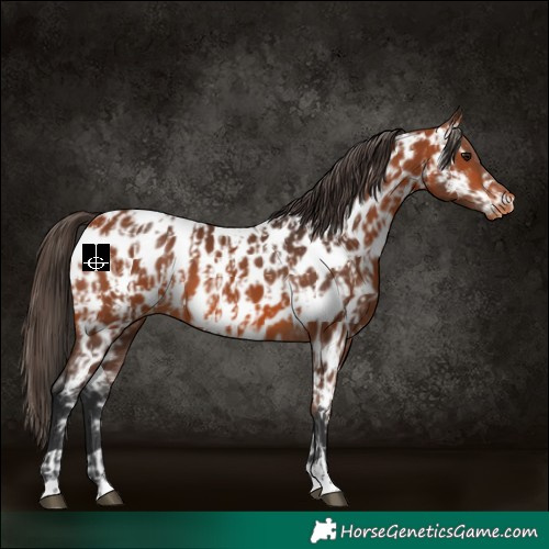 Horse Color:Bay Near Leopard  and Bay Near Leopard 