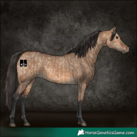 Horse Color:Bay Dun  and Bay Dun 