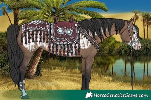 Horse Color:Brown Dun and Brown Dun Frame