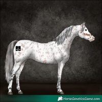 Horse Color:Bay Roan Appaloosa  and Bay Roan Appaloosa 