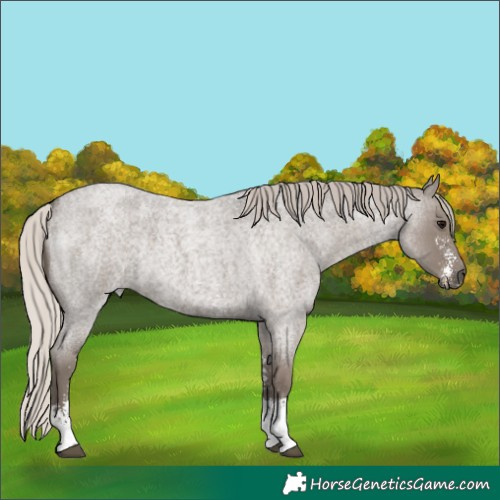Horse Color:Silver Blue Roan Sabino