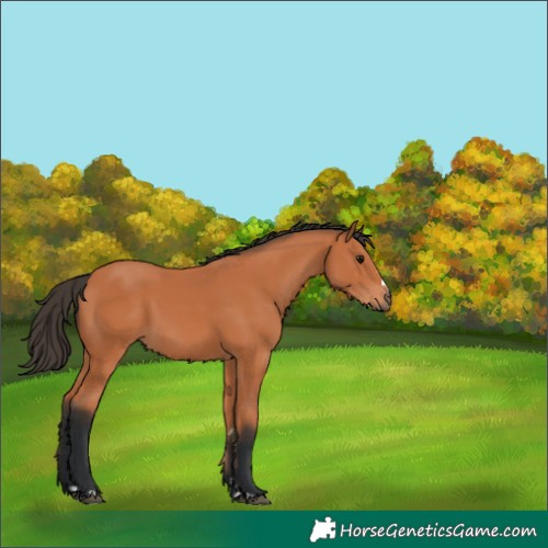 Horse Color:Bay 