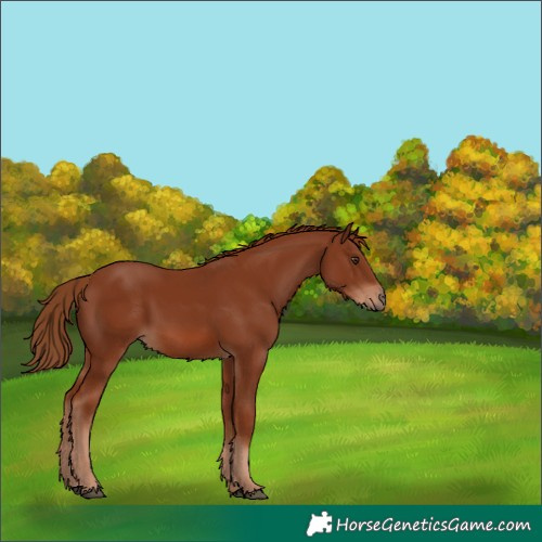 Horse Color:Chestnut 