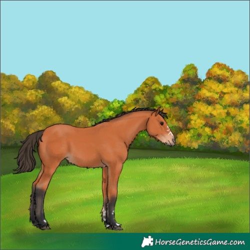 Horse Color:Bay 