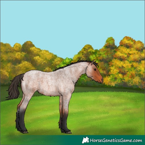 Horse Color:Bay Roan 