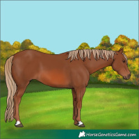Horse Color:Chestnut 