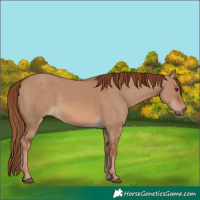 Horse Color:Red Dun 