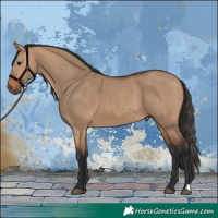 Horse Color:Bay Dun 