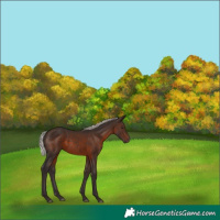 Horse Color:Silver Brown 