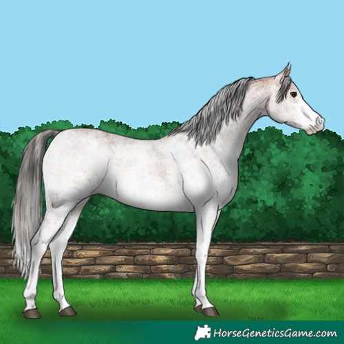 Horse Color:White Spotted Bay 