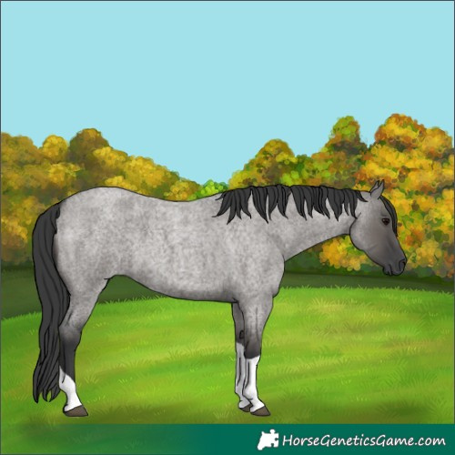 Horse Color:Grullo Roan Tobiano 