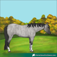 Horse Color:Grullo Roan Tobiano 