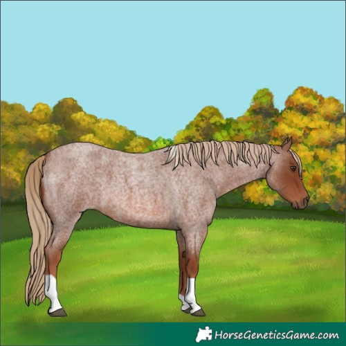 Horse Color:Red Roan Tobiano