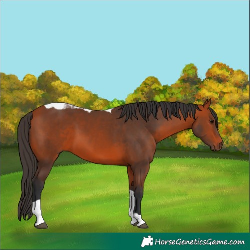 Horse Color:Bay Tobiano
