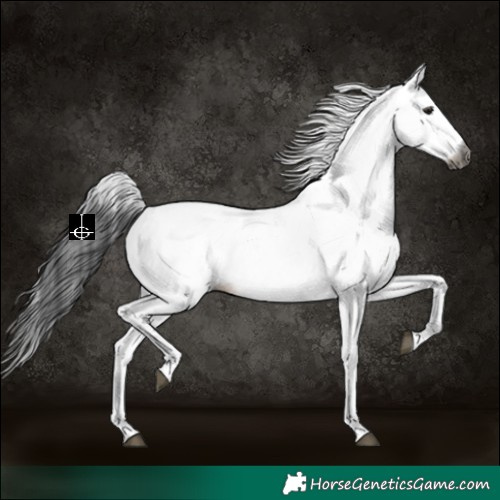 Horse Color:Gray White Spotted Black 