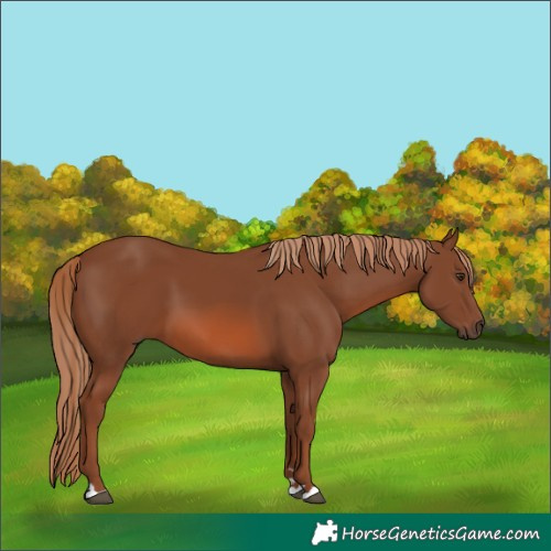 Horse Color:Chestnut 